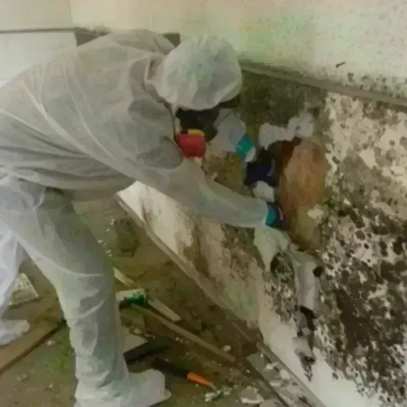 Mold Remediation and Removal in Worland, WY